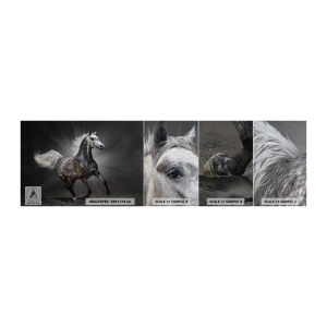 Échantillon de Papier Peint Premium Canvas - Le gris est beau - Animaux, cheval arabe, Nature - 100x30 cm