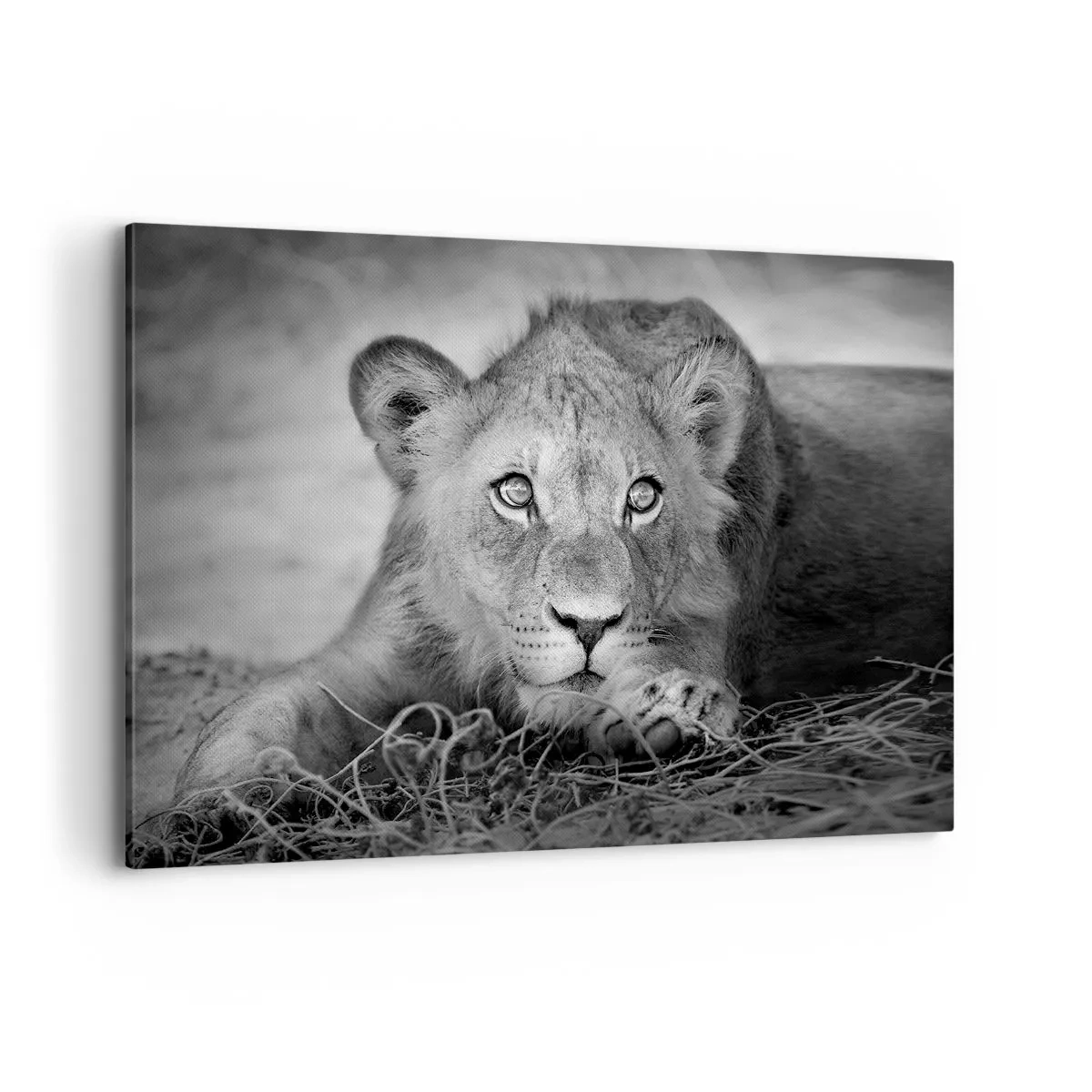 Impression sur toile - Image sur toile - Portrait monochrome d'un jeune lion couché - 120x80cm - Chiot royal - Décoration murale moderne pour le salon et la chambre ARTTOR