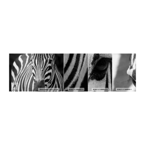 Échantillon de Papier Peint Autocollant Deluxe Sticker - Le monde est noir et blanc - Animaux, Côtes, Noir et blanc - 100x30 cm