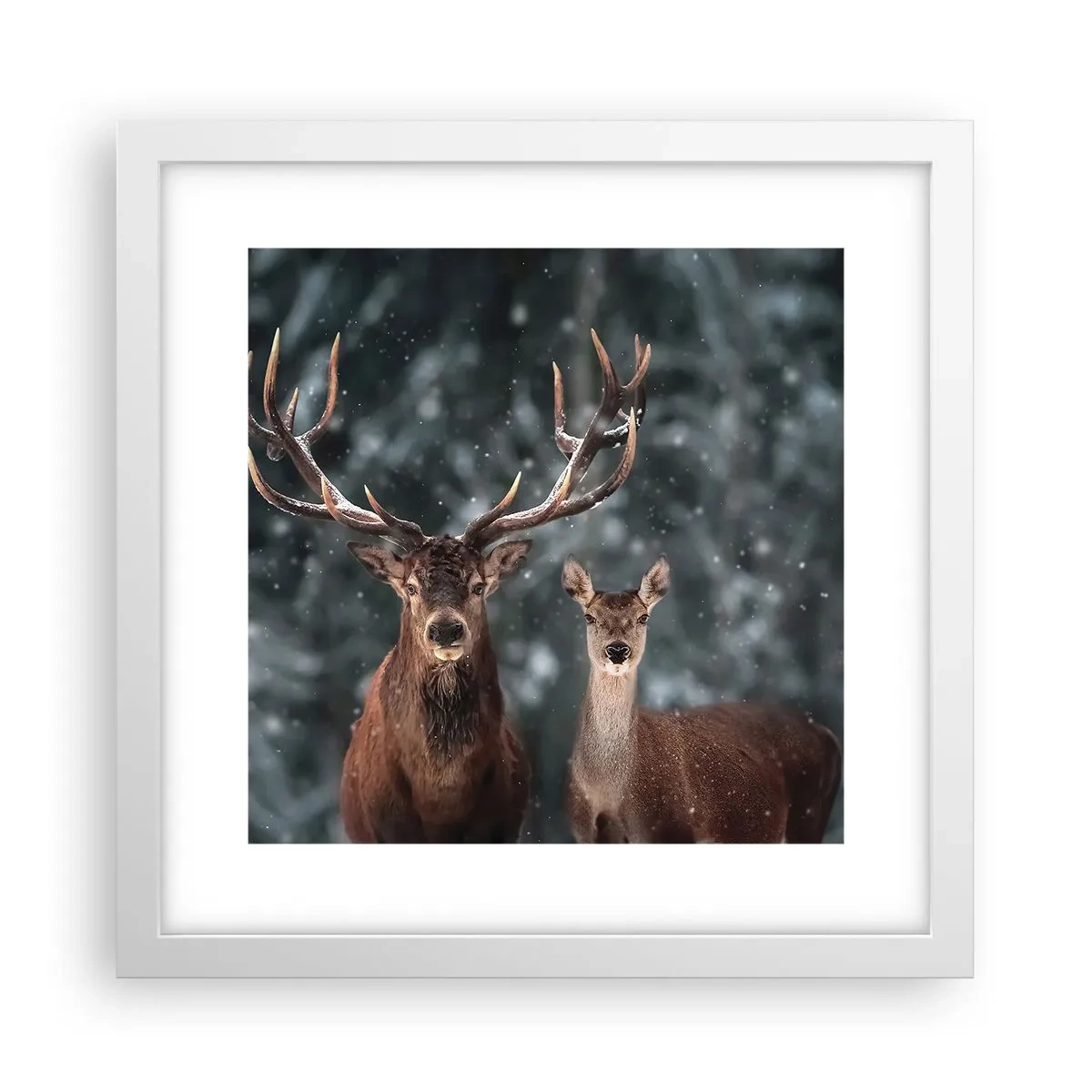 Affiche dans un cadre blanc - Poster - Le roi de la forêt avec sa femme - 30x30 cm