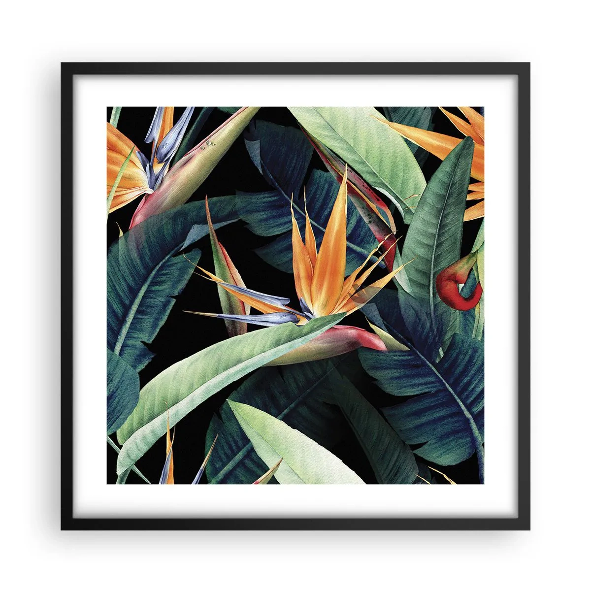 Affiche dans un cadre noir - Poster - Fleurs flamboyantes des tropiques - 50x50 cm