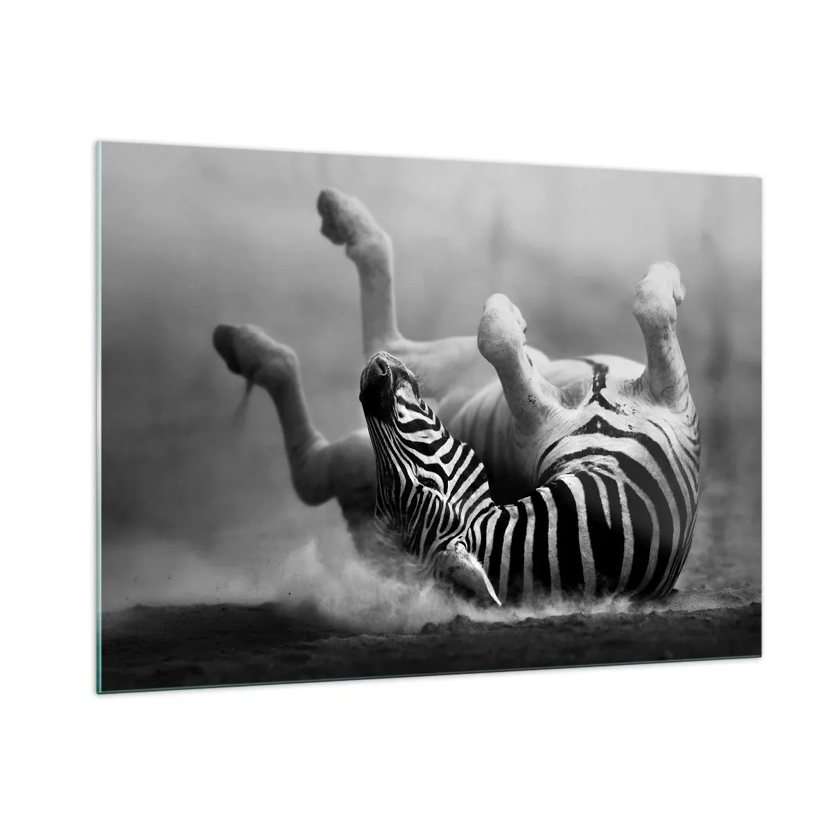 Impression sur verre - Image sur verre - Un zèbre couché dans la savane africaine - 100x70cm - Pas uniquement le cheval en rirait - Décoration murale moderne pour le salon et la chambre ARTTOR