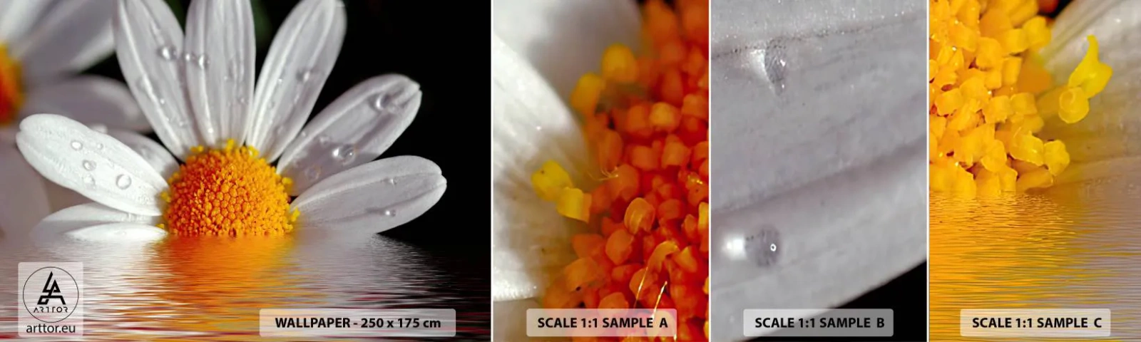 Échantillon de Papier Peint Autocollant Deluxe Sticker - Le soleil levant des marguerites - Fleur, Camomille, Nature - 100x30 cm