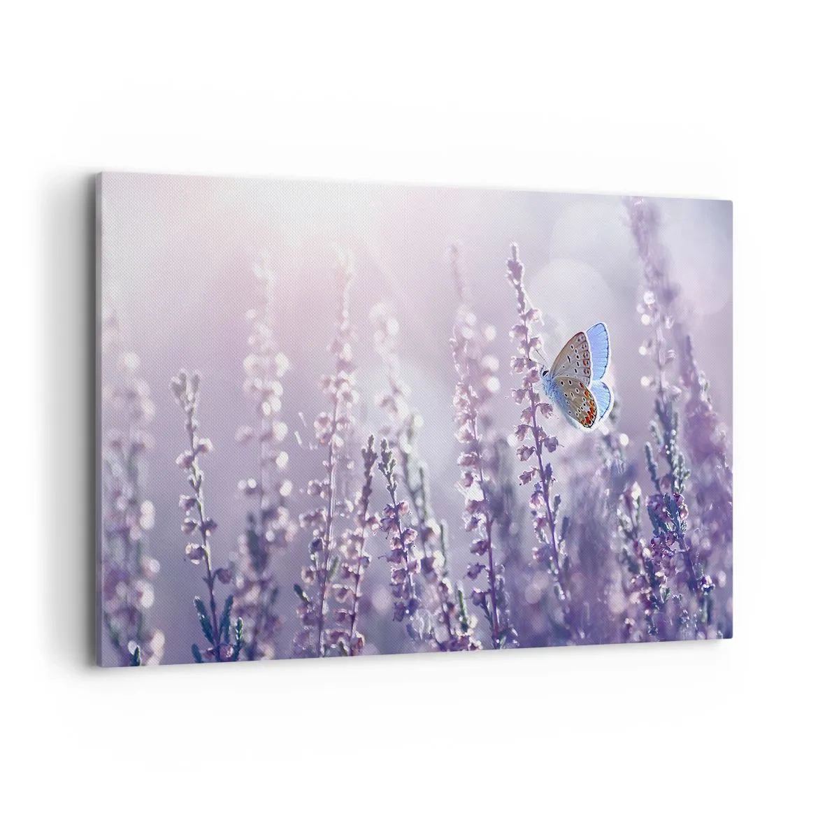 Impression sur toile - Image sur toile - Un papillon sur une lavande en fleurs dans la lumière du matin - 120x80cm - Baiser de papillon - Décoration murale moderne pour le salon et la chambre ARTTOR