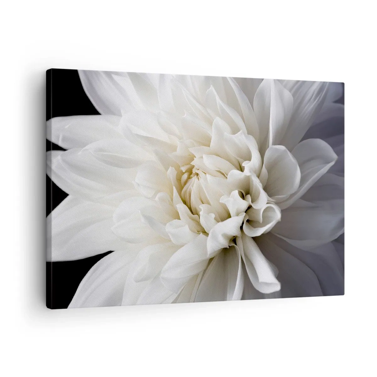 Impression sur toile - Image sur toile - Une délicate fleur blanche sur fond noir dans une composition élégante - 70x50cm - Le matin de la jeune mariéé - Décoration murale moderne pour le salon et la chambre ARTTOR