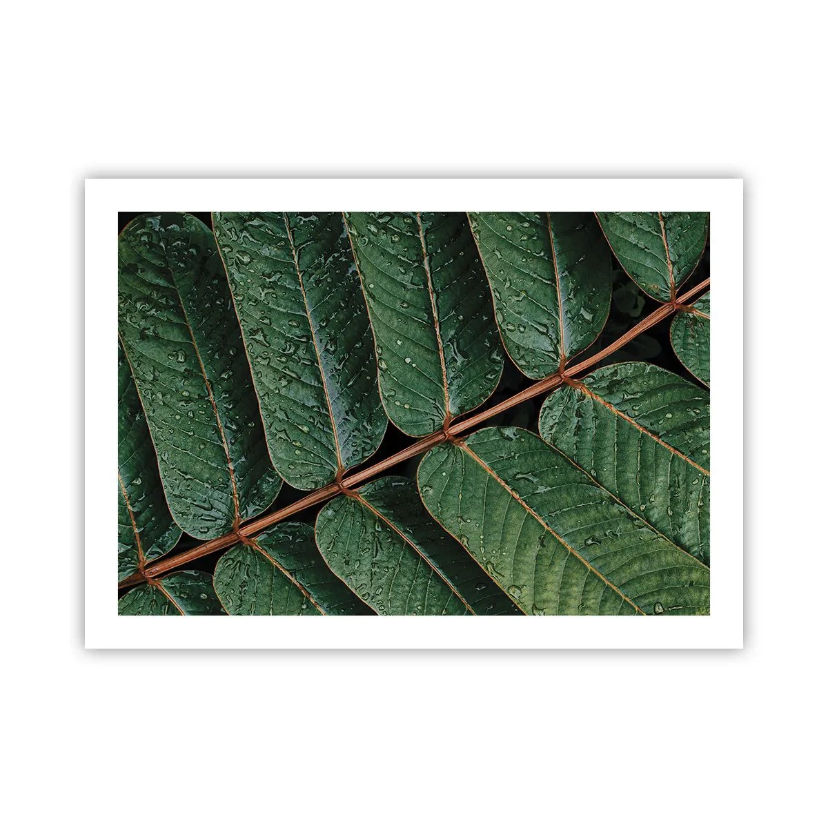 Affiche - Poster - Au rythme de la verdure - 70x50 cm