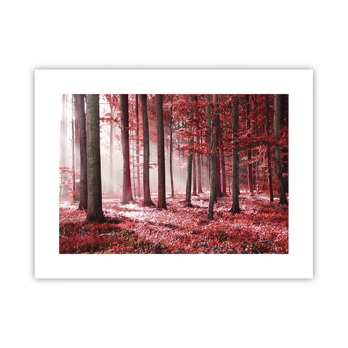 Affiche - Poster - Le rouge est tout aussi beau - 40x30 cm