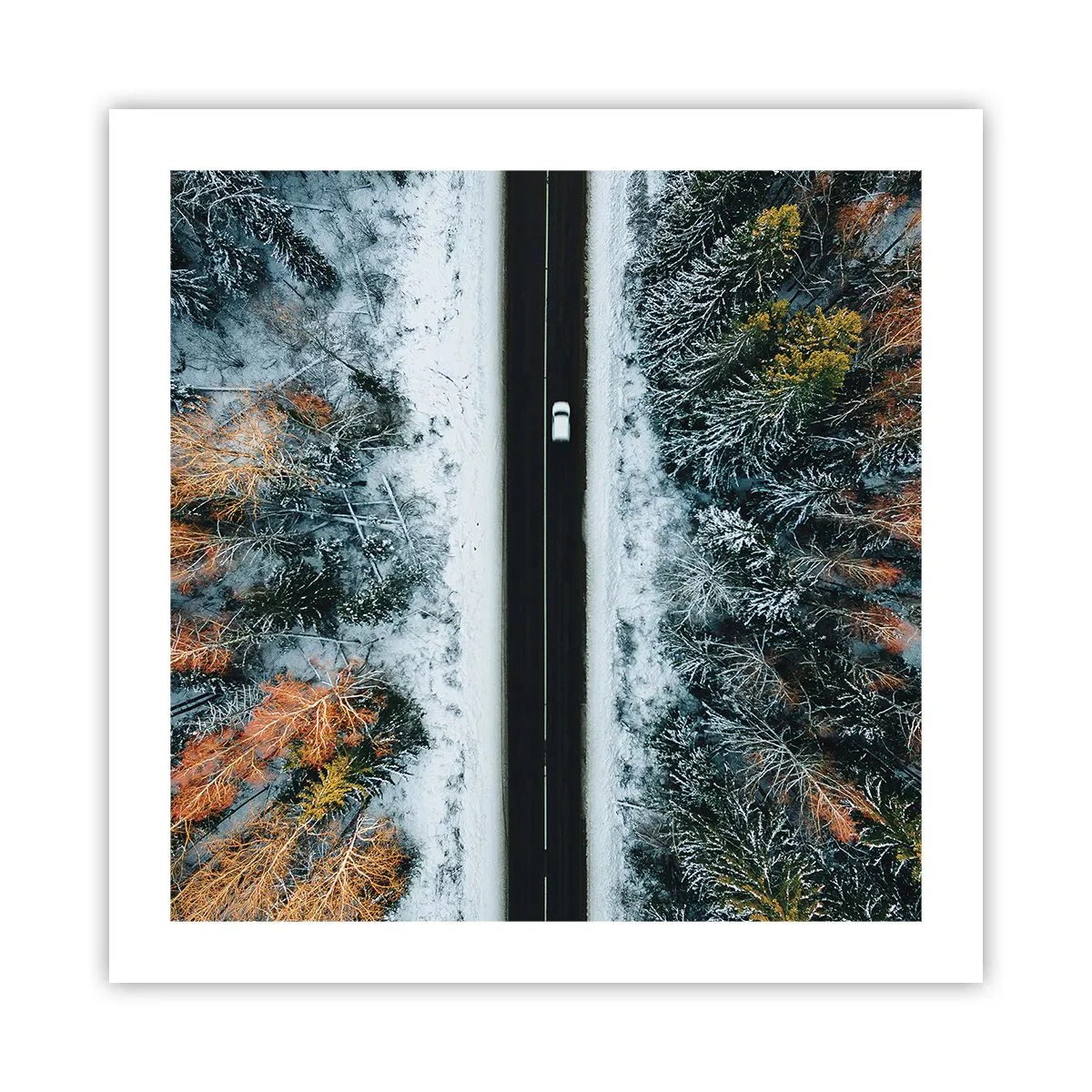 Affiche - Poster - Couper à travers la forêt d'hiver - 50x50 cm