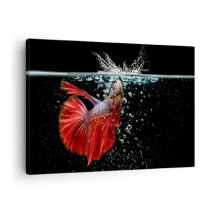 Impression sur toile - Image sur toile - Un magnifique betta dans l'eau sur un fond sombre - 70x50cm - Vous avez trois vœux - Décoration murale moderne pour le salon et la chambre ARTTOR