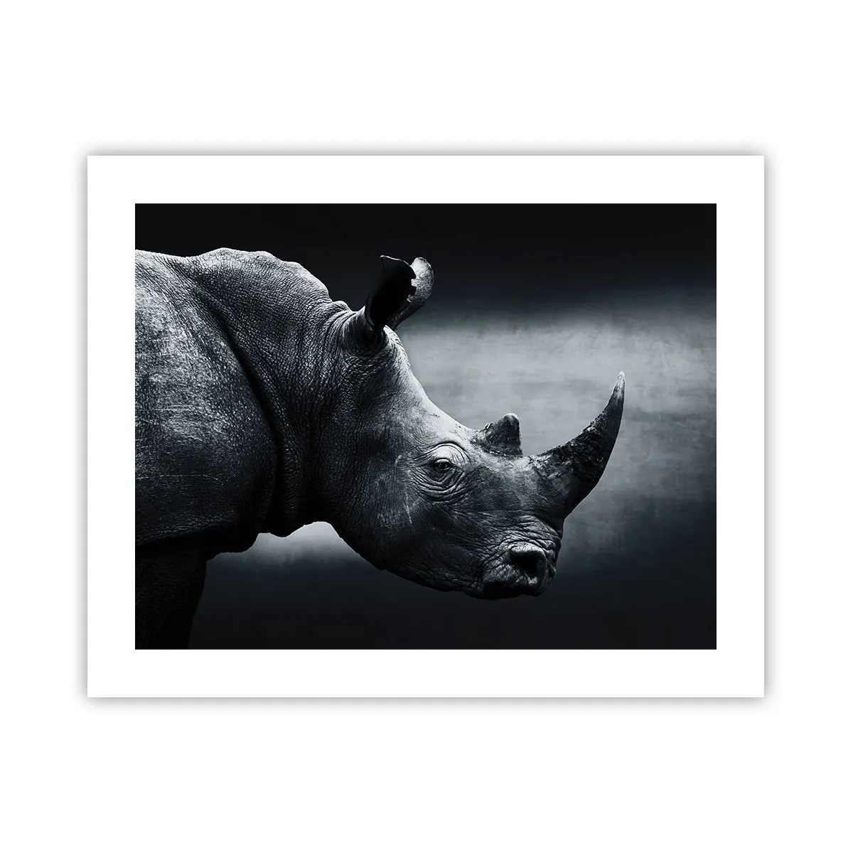 Affiche - Poster - Le profil droit - 50x40 cm