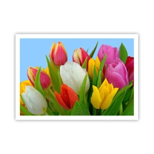 Affiche - Poster - Tulipes colorées couvertes de gouttes de rosée sur fond bleu - 100x70cm - Un arc-en-ciel fleuri en gouttes de rosée - Décoration murale moderne pour le salon et la chambre ARTTOR
