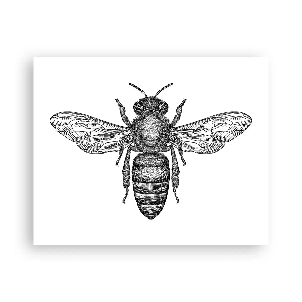 Affiche - Poster - Portrait d'insecte - 50x40 cm