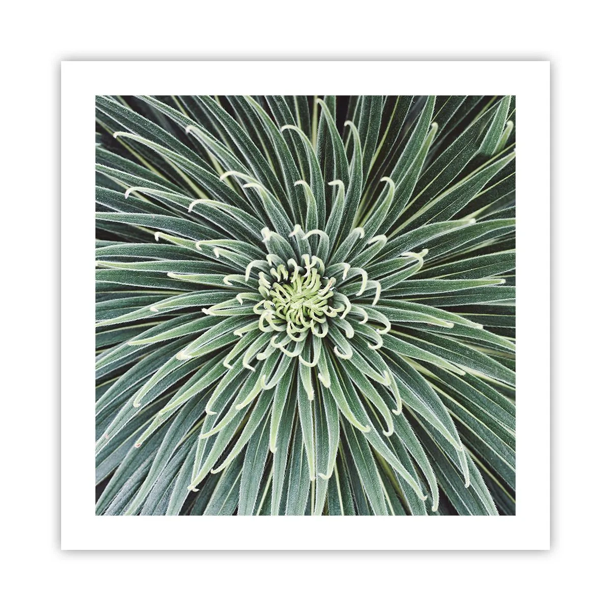 Affiche - Poster - Naissance d'une étoile - 50x50 cm