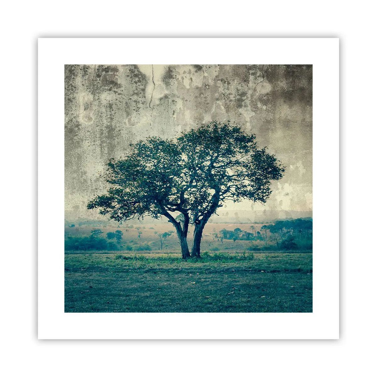 Affiche - Poster - Un pommier sur un champ bleu ? - 40x40 cm