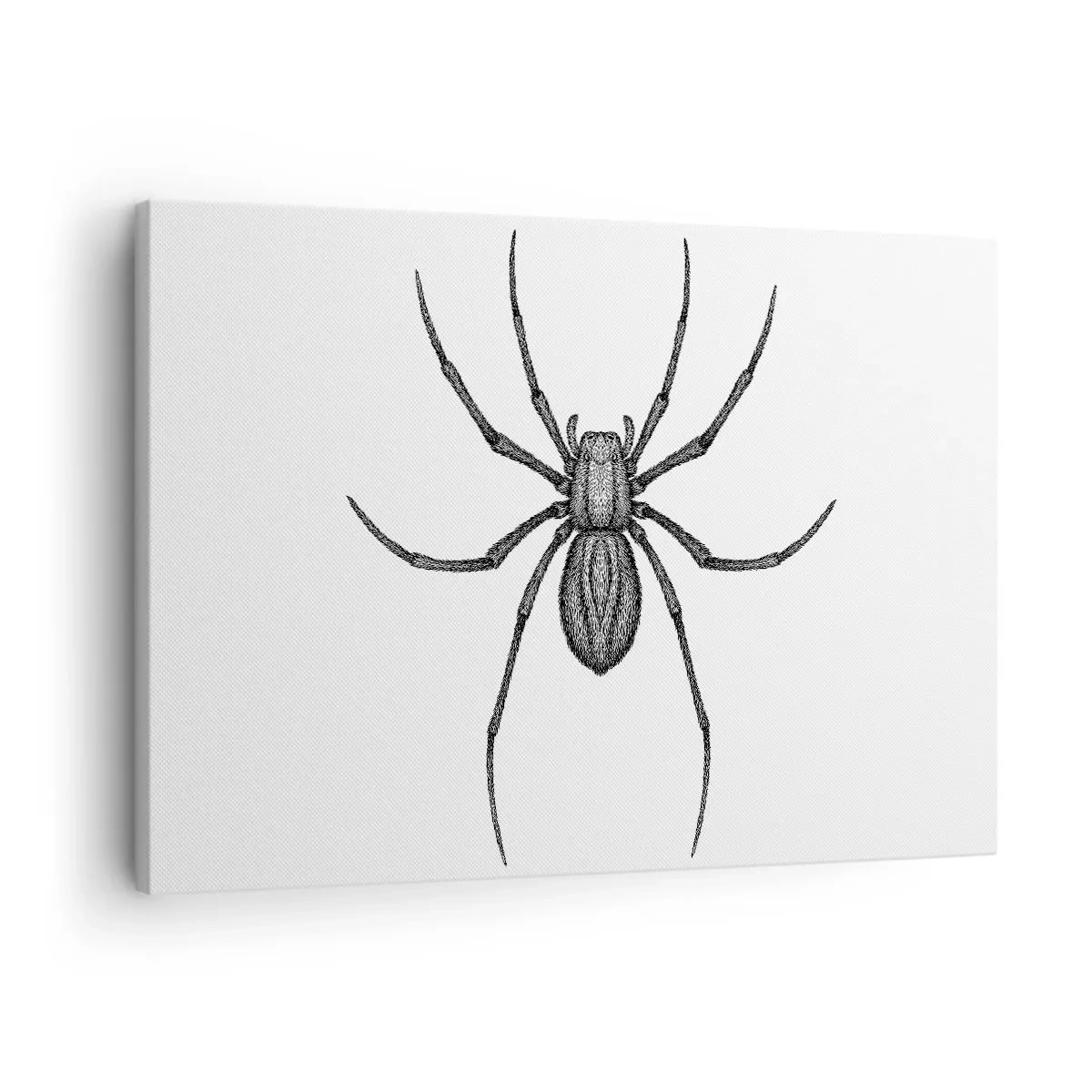 Impression sur toile - Image sur toile - Détail d'une araignée sur fond blanc dans un style dessin animé - 70x50cm - Une précision troublante - Décoration murale moderne pour le salon et la chambre ARTTOR