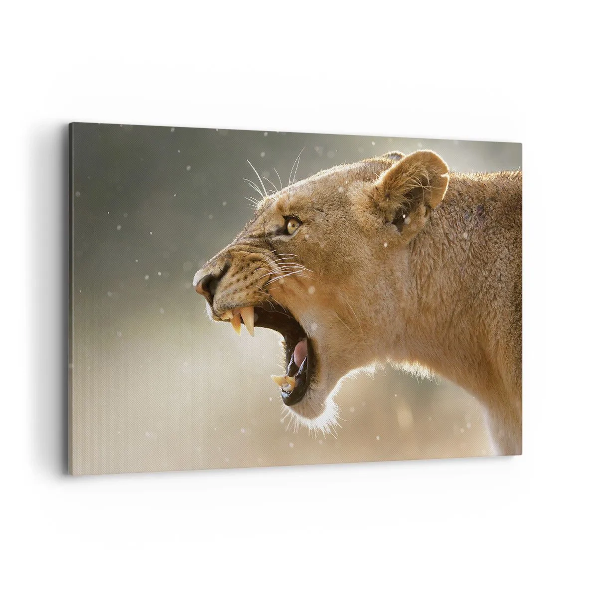Impression sur toile - Image sur toile - Portrait d'une lionne rugissante à la lumière naturelle - 120x80cm - Essayez  de ne pas écouter - Décoration murale moderne pour le salon et la chambre ARTTOR