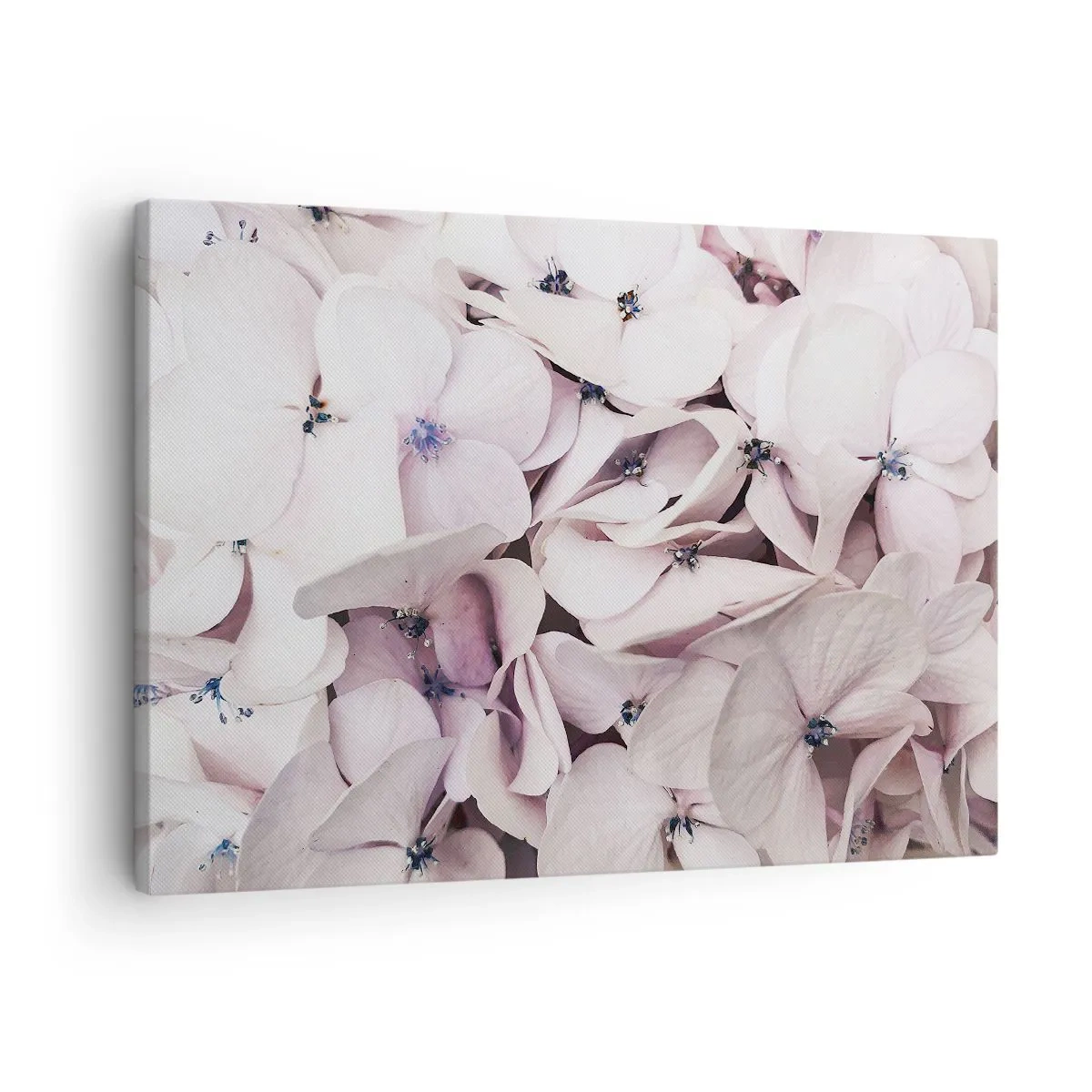 Impression sur toile - Image sur toile - Hortensias blancs délicats aux tons pastel - 70x50cm - Dans un flot de fleurs - Décoration murale moderne pour le salon et la chambre ARTTOR