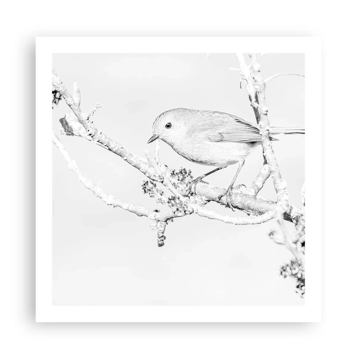 Affiche - Poster - Matin d'hiver - 60x60 cm