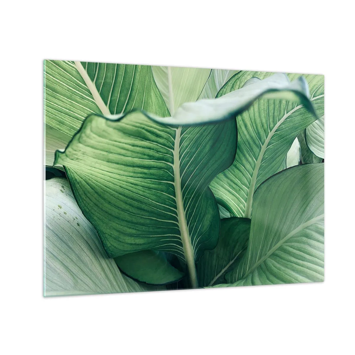 Impression sur verre - Image sur verre - Feuilles vertes luxuriantes en gros plan et à la lumière naturelle - 70x50cm - Une vie intensément verte - Décoration murale moderne pour le salon et la chambre ARTTOR
