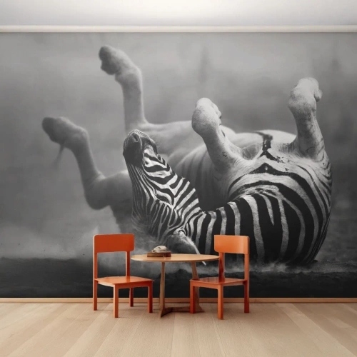 Papier Peint Photo Standard Eco - Un zèbre noir et blanc se roulant dans le sable de la savane - 100x70cm - Pas uniquement le cheval en rirait - Décoration murale moderne pour le salon et la chambre ARTTOR