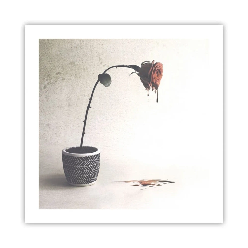 Affiche - Poster - Rosa dolorosa - 50x50 cm