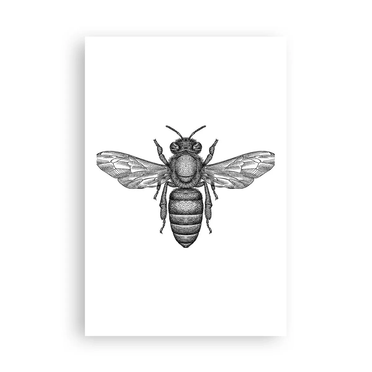 Affiche - Poster - Portrait d'insecte - 61x91 cm