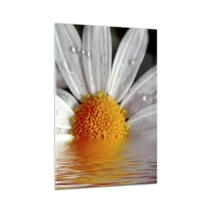 Impression sur verre - Image sur verre - Une marguerite blanche avec des gouttes d'eau immergées dans un reflet d'eau - 70x100cm - Le soleil levant des marguerites - Décoration murale moderne pour le salon et la chambre ARTTOR
