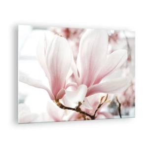 Impression sur verre - Image sur verre - Magnolias roses délicats en gros plan sur un fond flou - 70x50cm - Abondance de tendresse - Décoration murale moderne pour le salon et la chambre ARTTOR