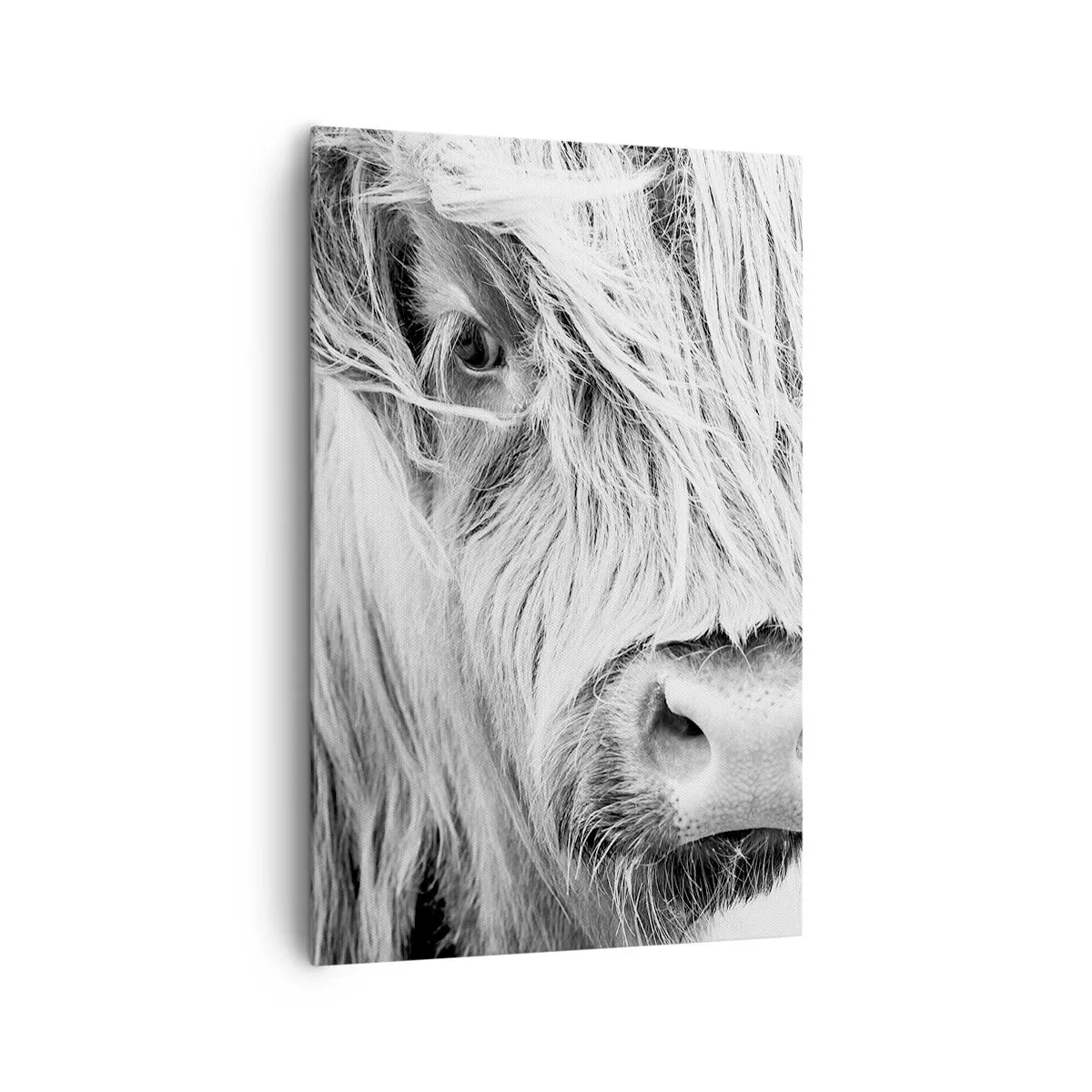 Impression sur toile - Image sur toile - Portrait d'une vache écossaise en noir et blanc - 80x120cm - Sauvagerie écossaise - Décoration murale moderne pour le salon et la chambre ARTTOR