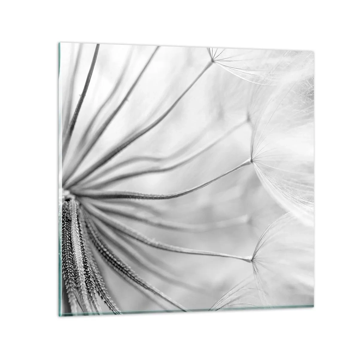 Impression sur verre - Image sur verre - Aigrette avant son envol - 40x40 cm