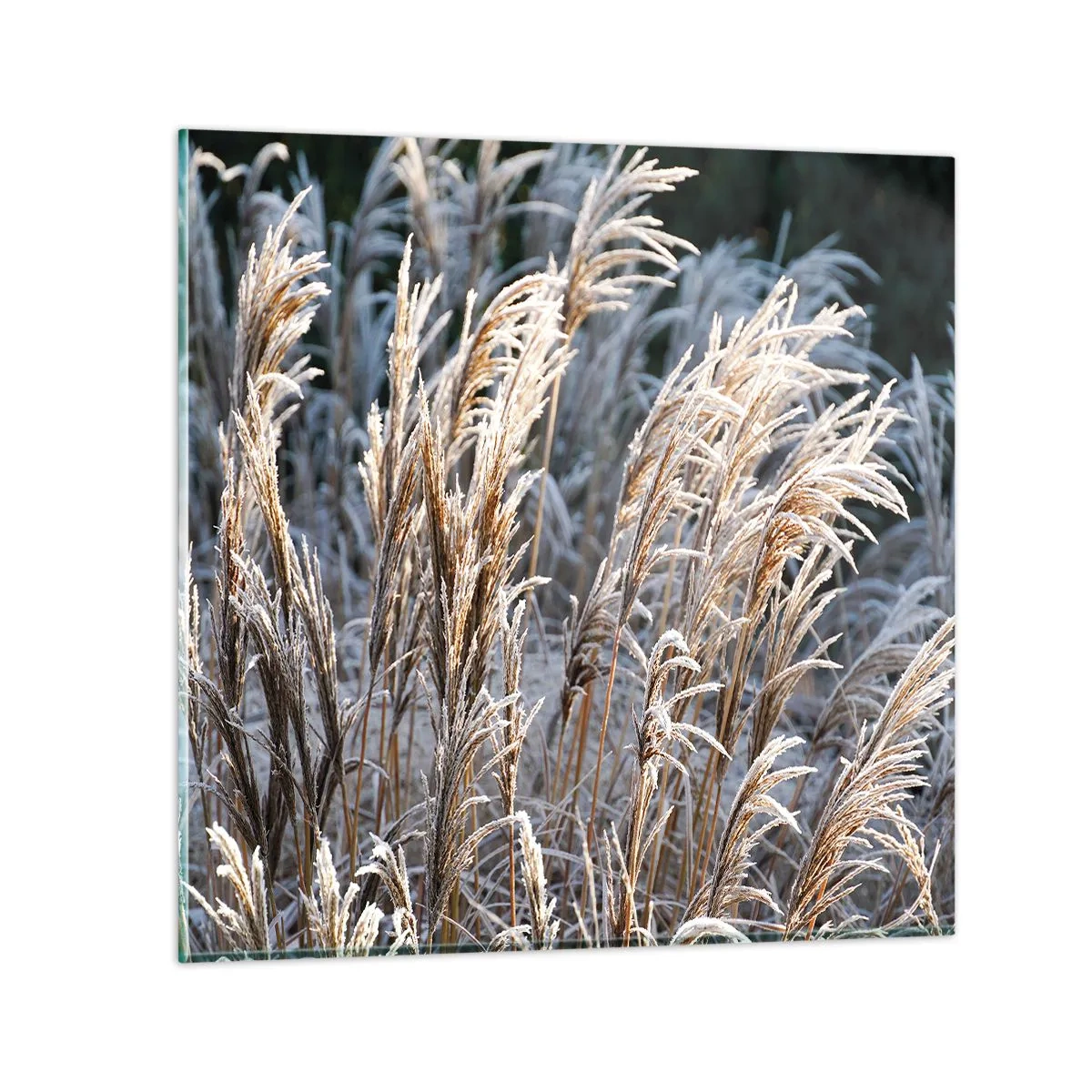 Impression sur verre - Image sur verre - Habillé de givre - 70x70 cm