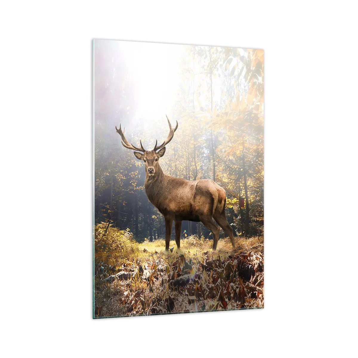 Impression sur verre - Image sur verre - Cerf dans la forêt d'automne avec les rayons du soleil - 70x100cm - Toute sa majesté - Décoration murale moderne pour le salon et la chambre ARTTOR