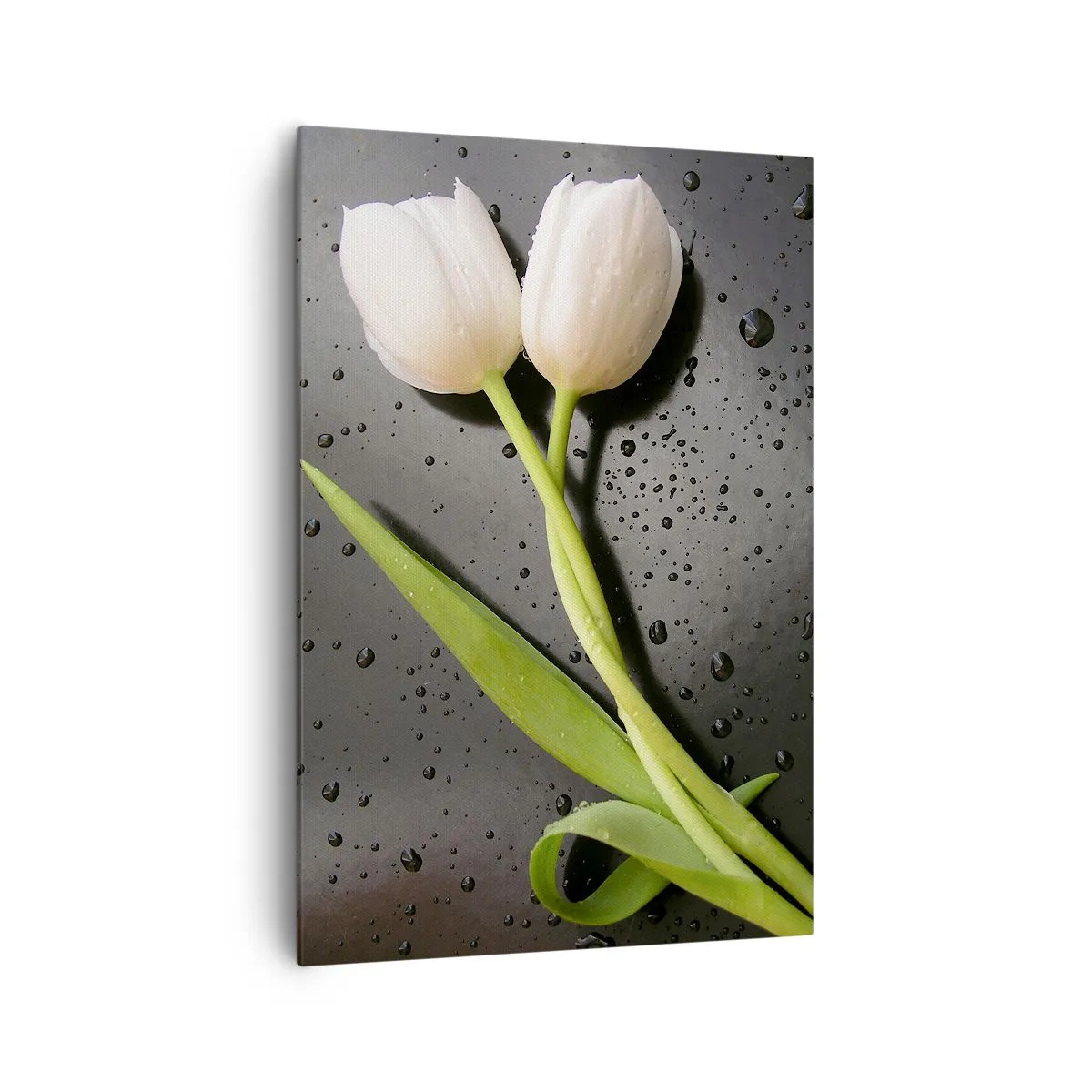 Impression sur toile - Image sur toile - Tulipes blanches sur fond noir avec des gouttes d'eau - 70x100cm - Tissage de printemps - Décoration murale moderne pour le salon et la chambre ARTTOR
