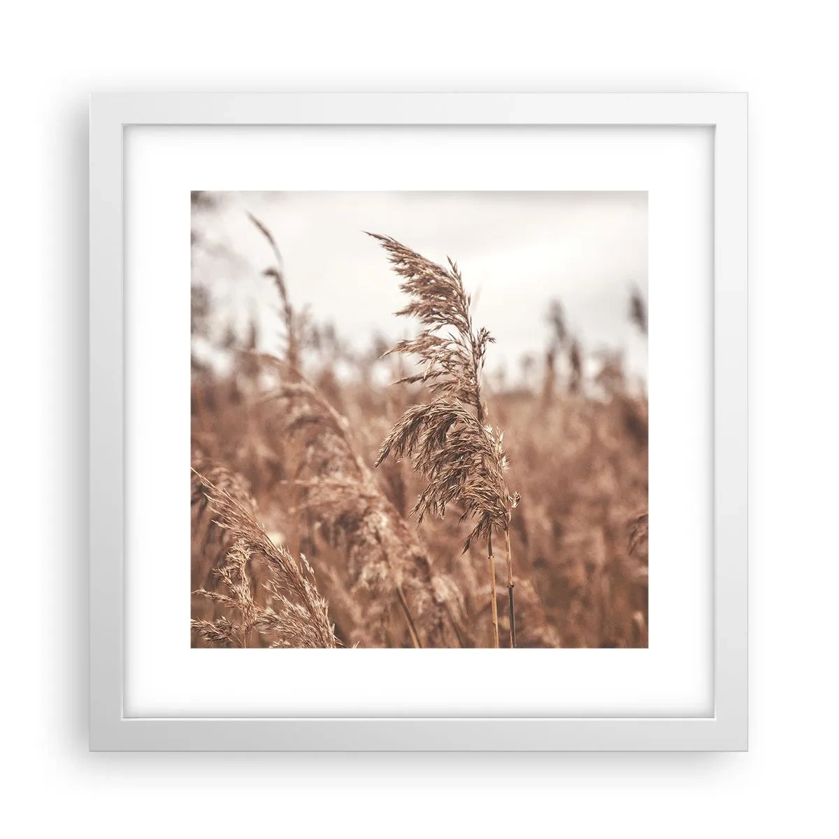 Affiche dans un cadre blanc - Poster - C'est déjà l'automne dans les champs - 30x30 cm