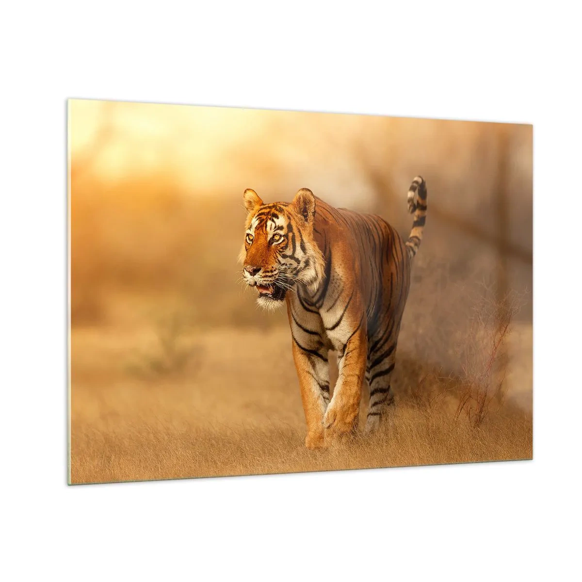 Impression sur verre - Image sur verre - Tigre dans une lumière dorée sur fond de savane sèche - 100x70cm - Avant l'attaque - Décoration murale moderne pour le salon et la chambre ARTTOR
