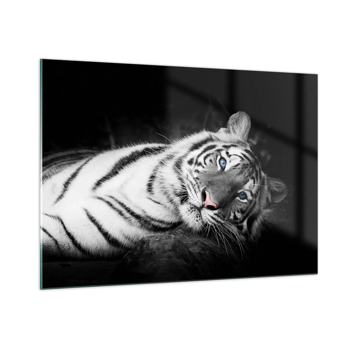 Impression sur verre - Image sur verre - Un tigre blanc aux yeux bleus dans un décor noir et blanc - 100x70cm - Sauvagerie et paix - Décoration murale moderne pour le salon et la chambre ARTTOR
