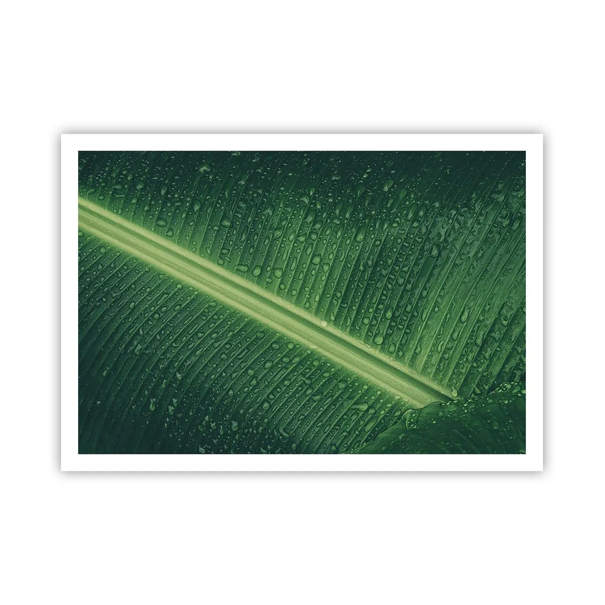 Affiche - Poster - Une feuille verte avec des gouttes d'eau à sa surface - 100x70cm - Structure de vert - Décoration murale moderne pour le salon et la chambre ARTTOR