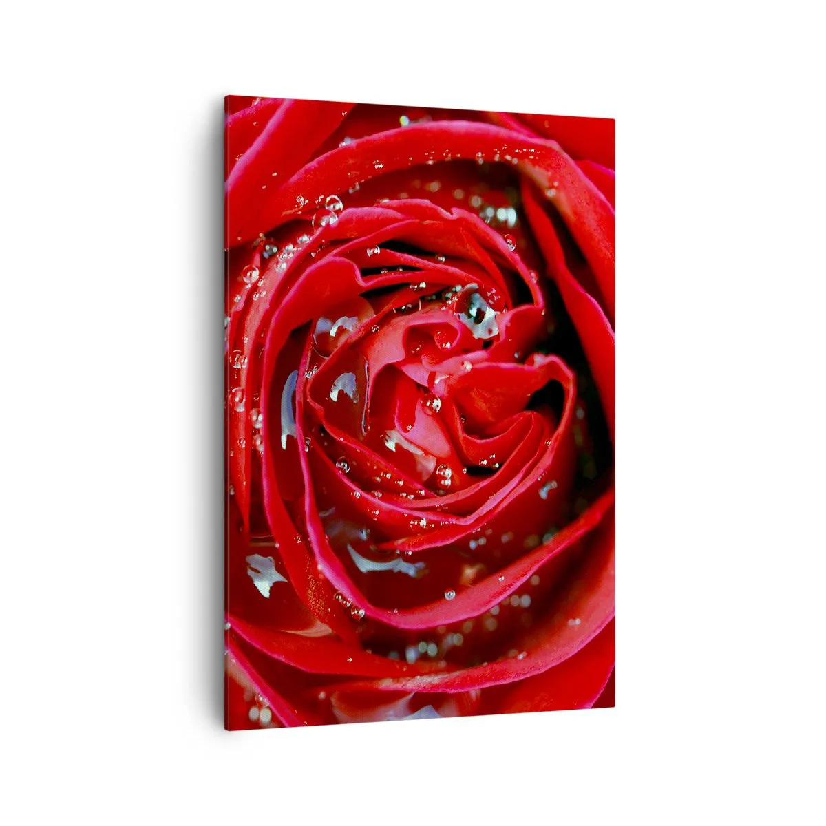 Impression sur toile - Image sur toile - Gros plan d'une rose rouge avec des gouttes d'eau sur les pétales - 70x100cm - Dans les gouttes de rosée - Décoration murale moderne pour le salon et la chambre ARTTOR