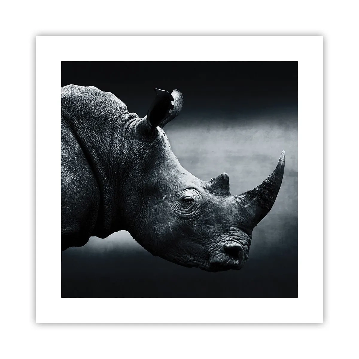 Affiche - Poster - Le profil droit - 40x40 cm