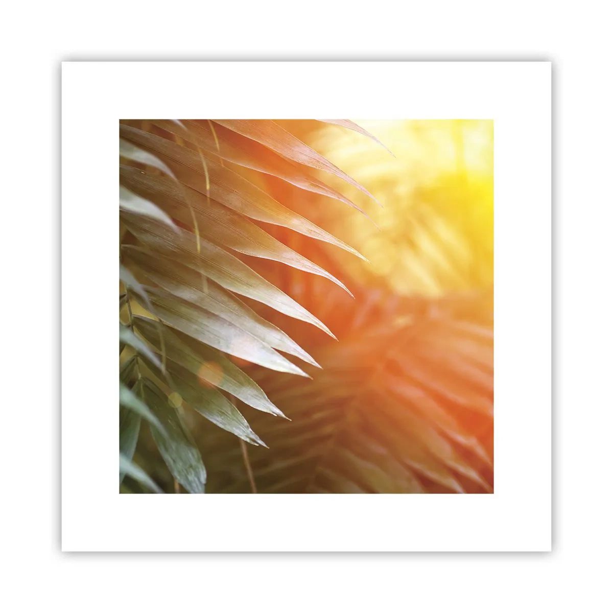Affiche - Poster - Matinée dans la jungle - 30x30 cm