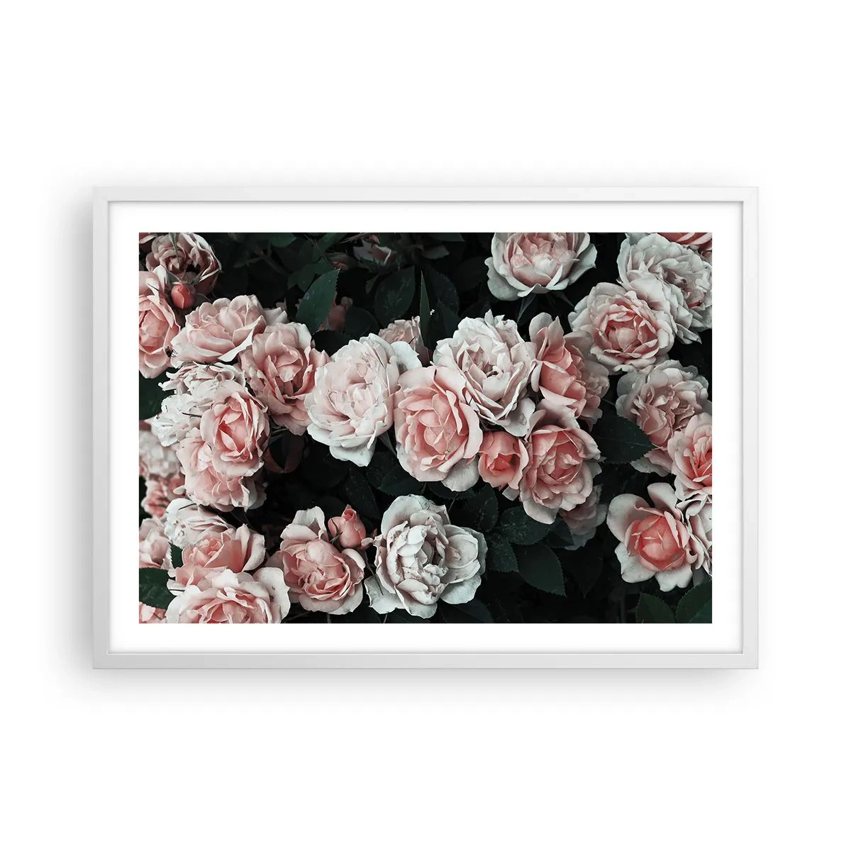 Affiche dans un cadre blanc - Poster - Ensemble de rose - 70x50 cm