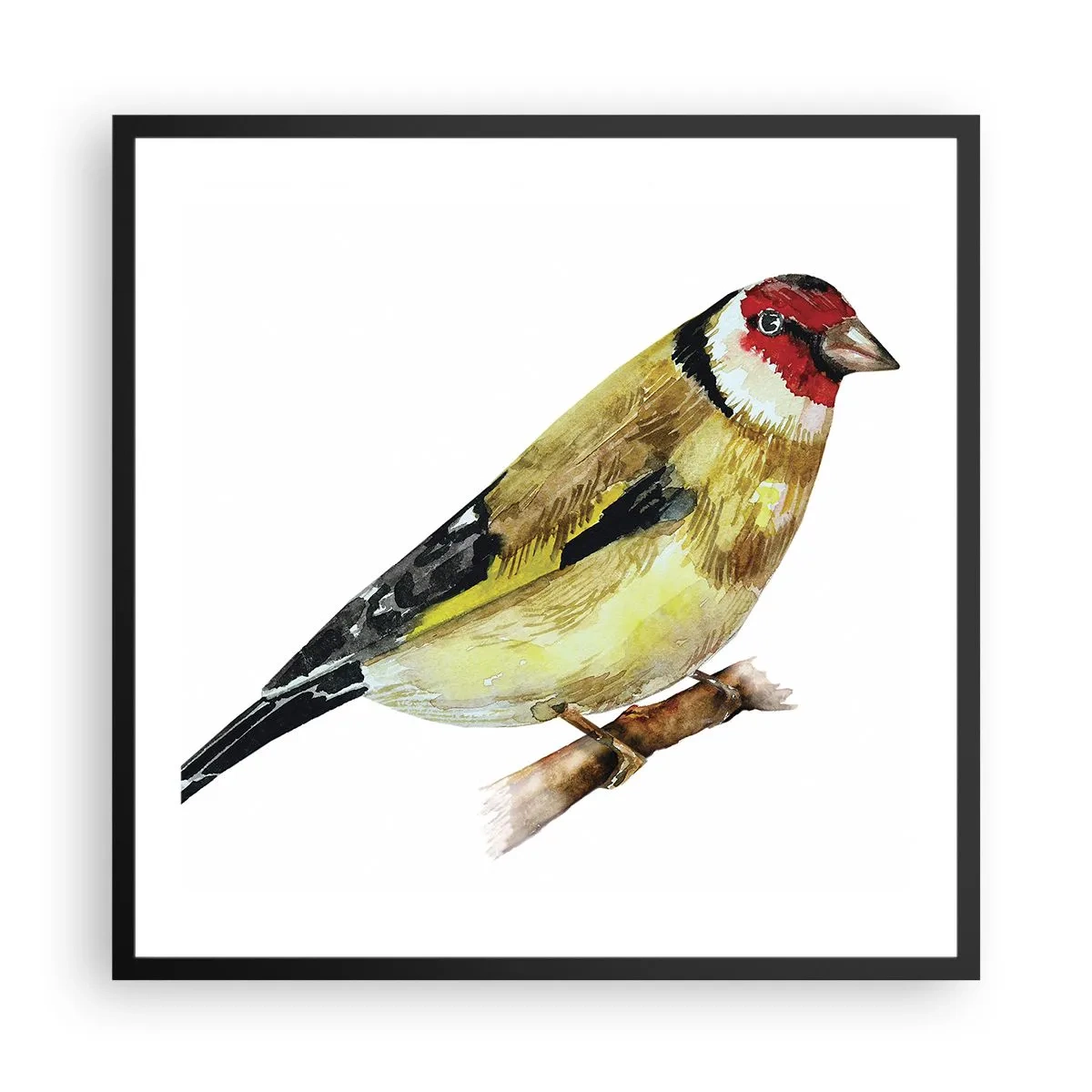 Affiche dans un cadre noir - Poster - Portrait d'oiseau - 60x60 cm