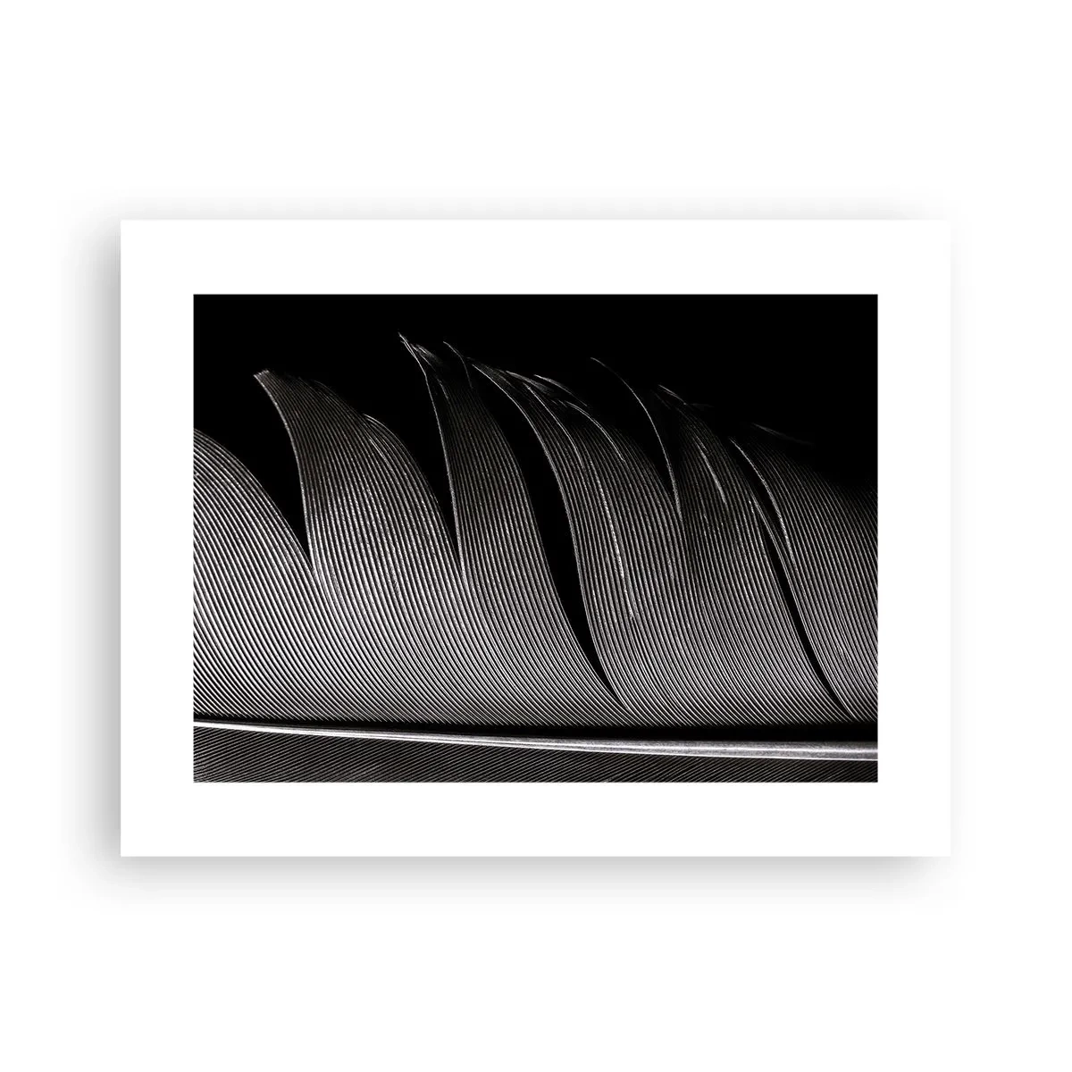 Affiche - Poster - La plume – un design magnifique - 40x30 cm