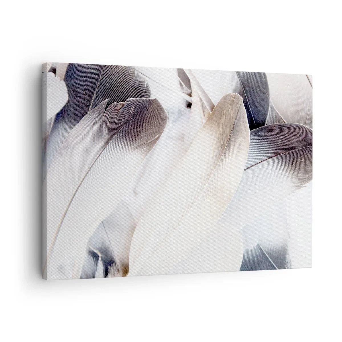 Impression sur toile - Image sur toile - Gros plan de plumes délicates dans des tons de blanc et de gris - 70x50cm - Presque angélique - Décoration murale moderne pour le salon et la chambre ARTTOR