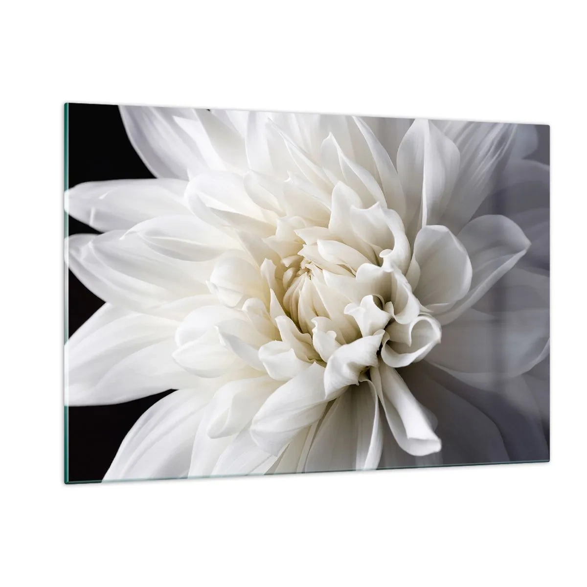 Impression sur verre - Image sur verre - Gros plan d'un dahlia blanc sur fond noir et gris - 120x80cm - Le matin de la jeune mariéé - Décoration murale moderne pour le salon et la chambre ARTTOR