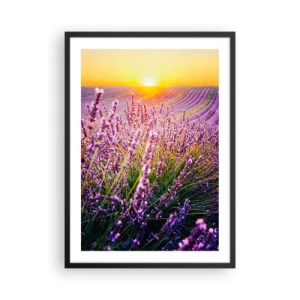 Affiche dans un cadre noir - Poster - Un champ de lavande illuminé par les rayons du soleil couchant - 50x70cm - Tige parfumée - Décoration murale moderne pour le salon et la chambre ARTTOR