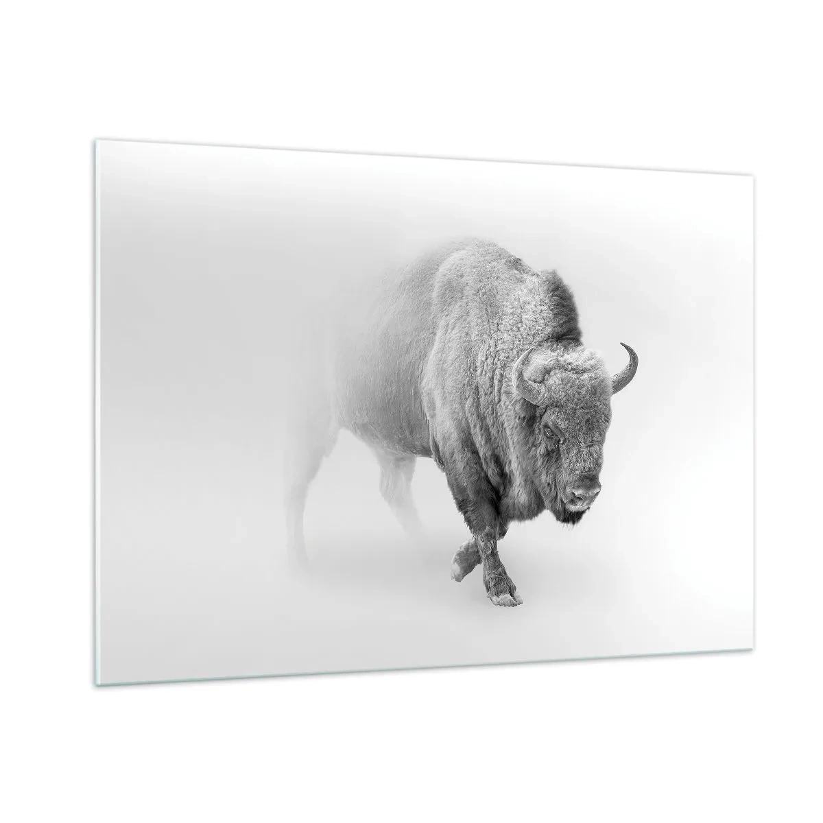Impression sur verre - Image sur verre - Illustration en noir et blanc d'un bison majestueux - 100x70cm - Roi de la prairie - Décoration murale moderne pour le salon et la chambre ARTTOR