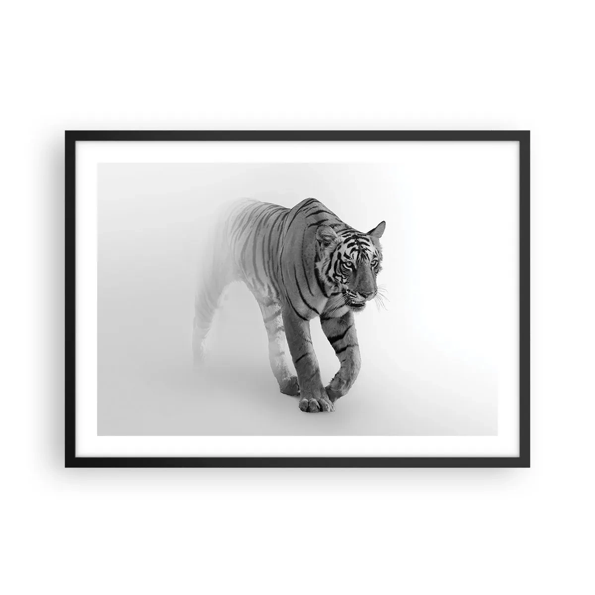 Affiche dans un cadre noir - Poster - Un tigre émergeant du brouillard - 70x50cm - Accroupi dans le brouillard - Décoration murale moderne pour le salon et la chambre ARTTOR
