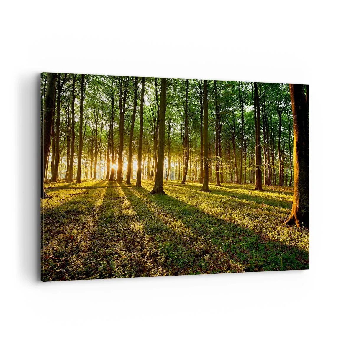 Impression sur toile - Image sur toile - Le soleil couchant dans la forêt de feuillus - 100x70cm - Toutes les photographies de printemps - Décoration murale moderne pour le salon et la chambre ARTTOR