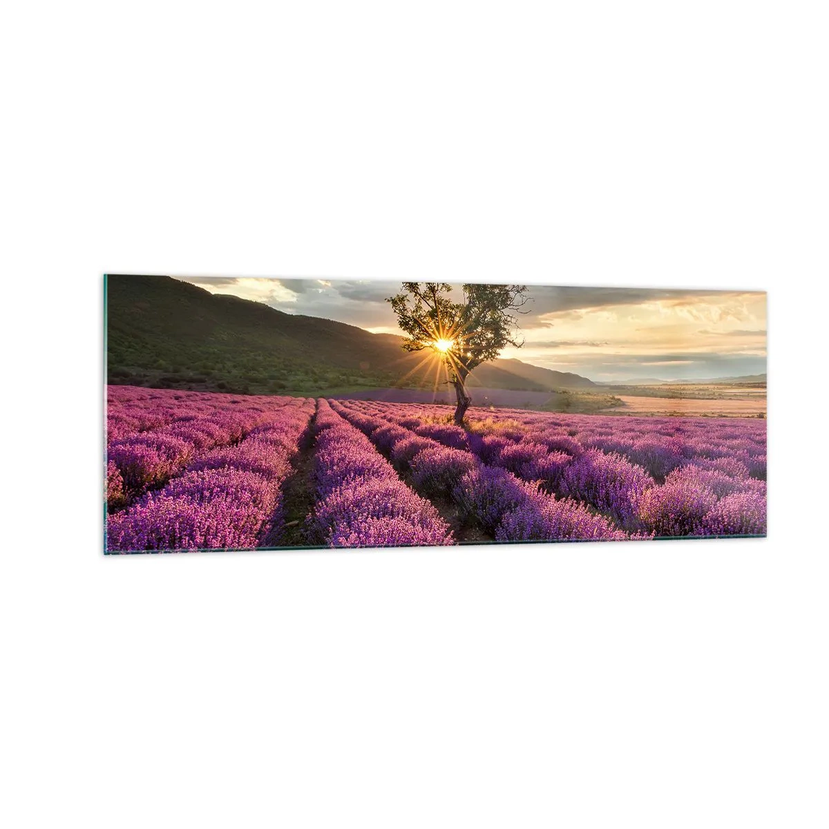 Impression sur verre - Image sur verre - Un champ de lavande avec un arbre solitaire au coucher du soleil - 140x50cm - Arôme de couleur lilas - Décoration murale moderne pour le salon et la chambre ARTTOR